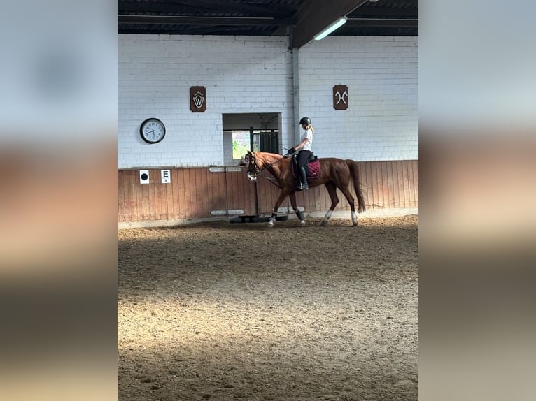 Reitbeteildigung gesucht ~ Reiter sucht Pferd