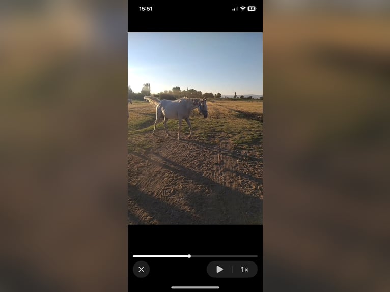 Reitbeteildigung gesucht (RsP)