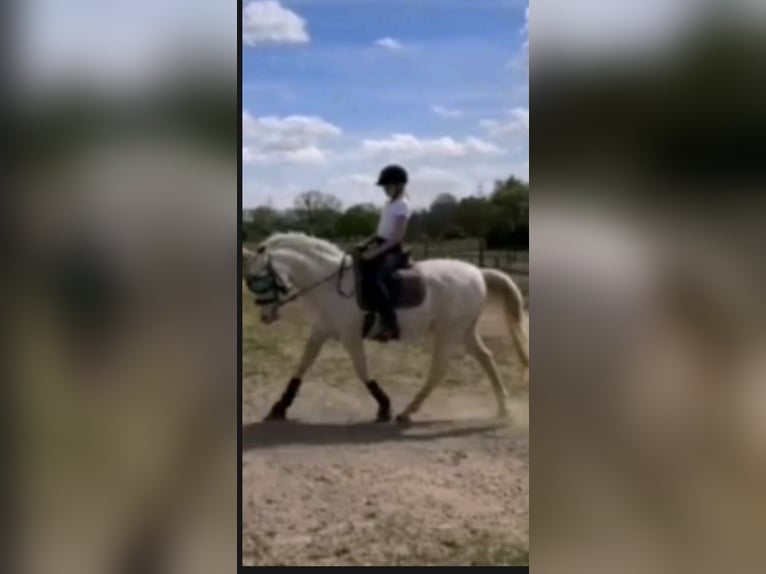 Reitbeteildigung gesucht 