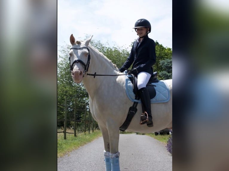 Reitbeteildigung gesucht 