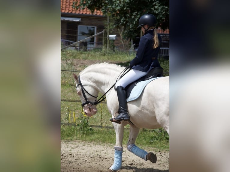 Reitbeteildigung gesucht 