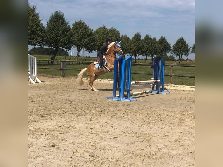 Reitbeteildigung gesucht