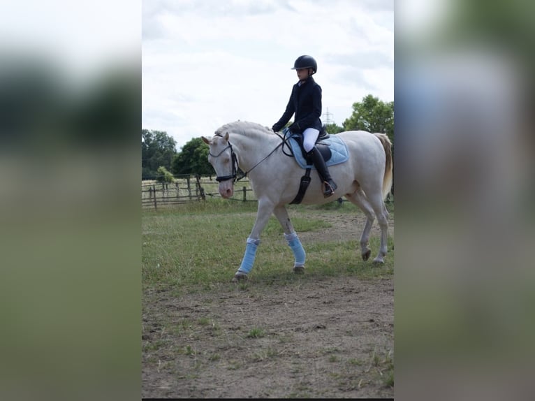 Reitbeteildigung gesucht 