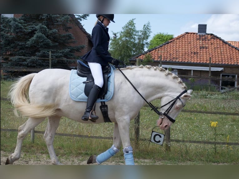 Reitbeteildigung gesucht 