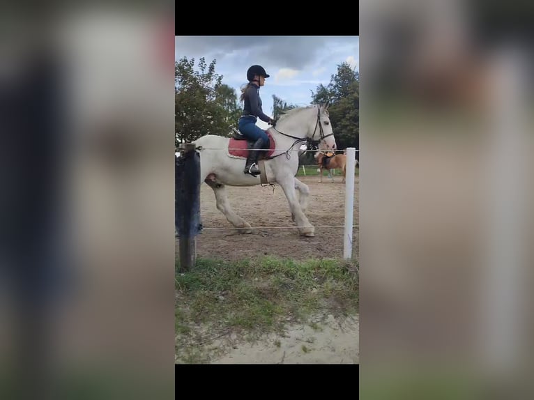 Reitbeteildigung gesucht