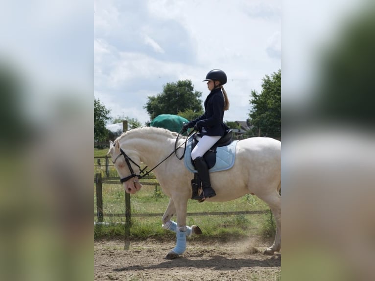 Reitbeteildigung gesucht 