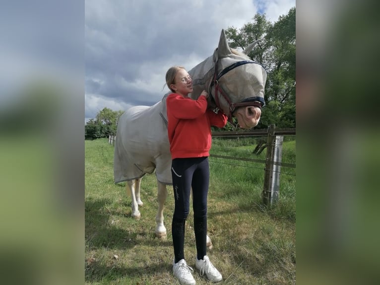 Reitbeteildigung gesucht 