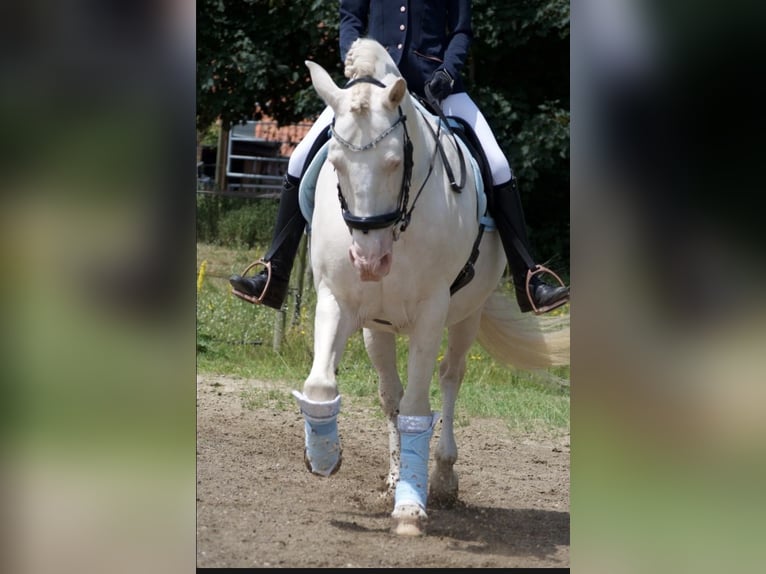 Reitbeteildigung gesucht 