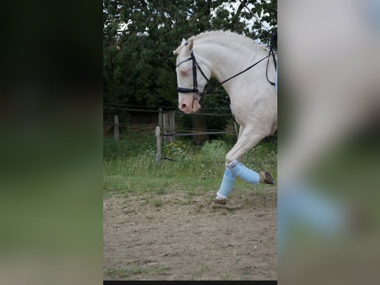 Reitbeteildigung gesucht 