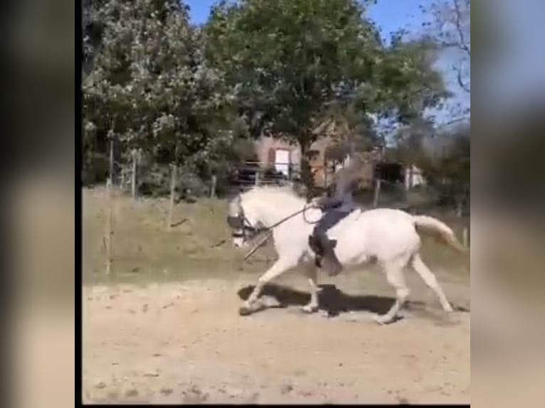 Reitbeteildigung gesucht 