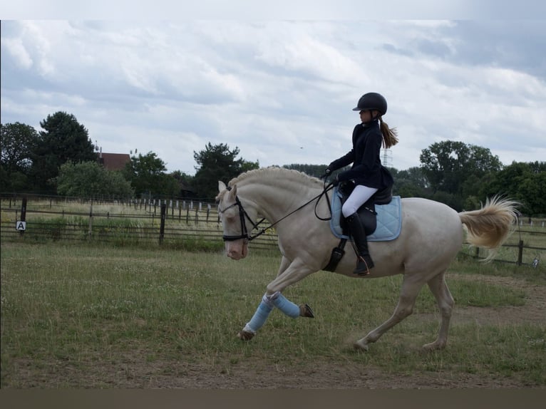 Reitbeteildigung gesucht 