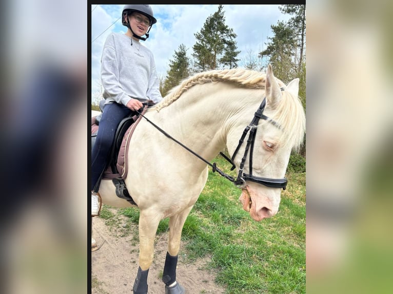 Reitbeteildigung gesucht 