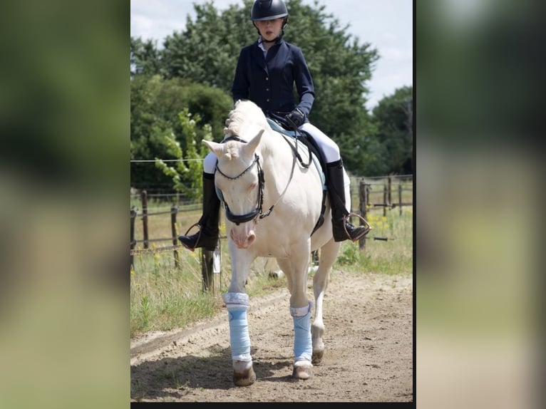 Reitbeteildigung gesucht 