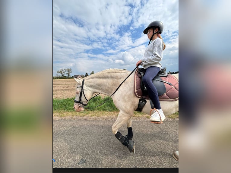 Reitbeteildigung gesucht 