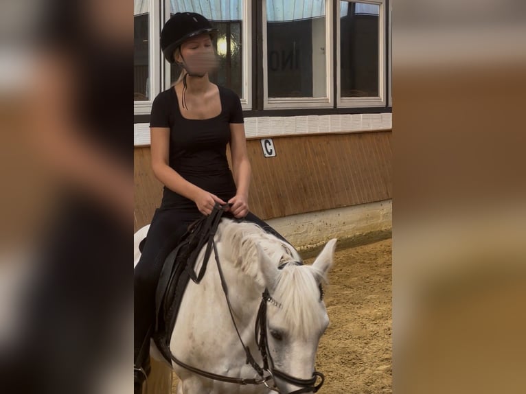 Reitbeteildigung (MSP)