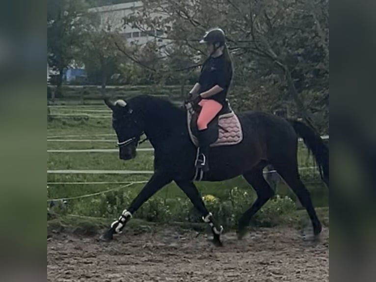 Reitbeteildigung