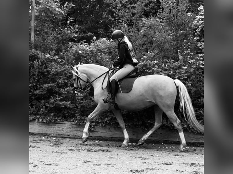 Reitbeteildigung
