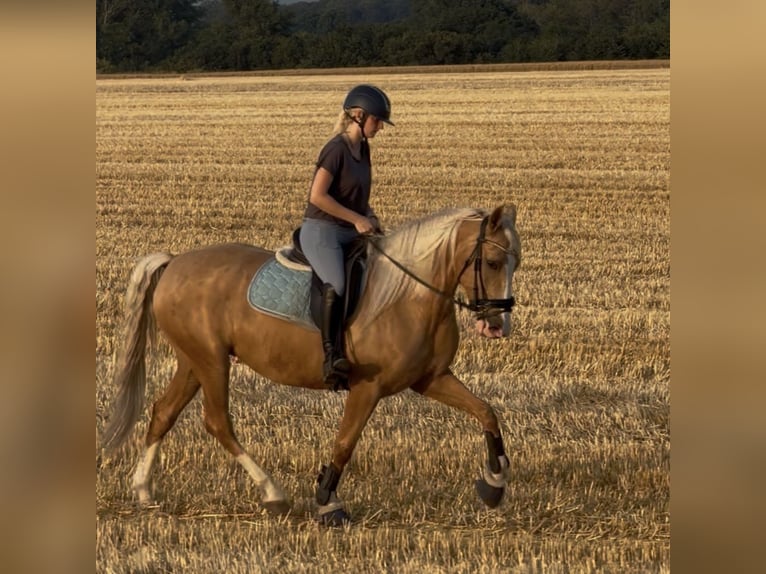 Reitbeteildigung