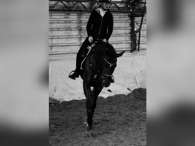 Reitbeteildigung