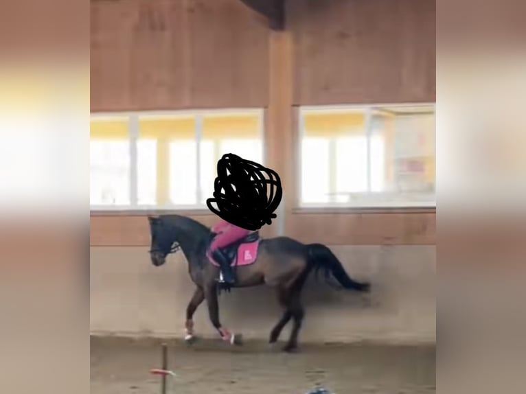 Reitbeteiligun (Reiterin sucht pferd)