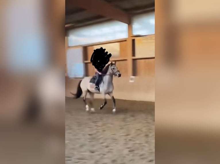 Reitbeteiligun (Reiterin sucht pferd)