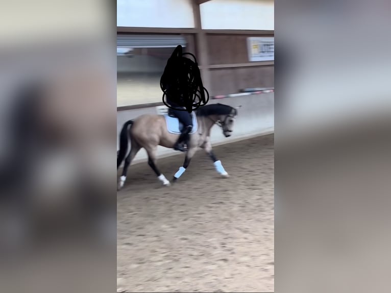 Reitbeteiligun (Reiterin sucht pferd)