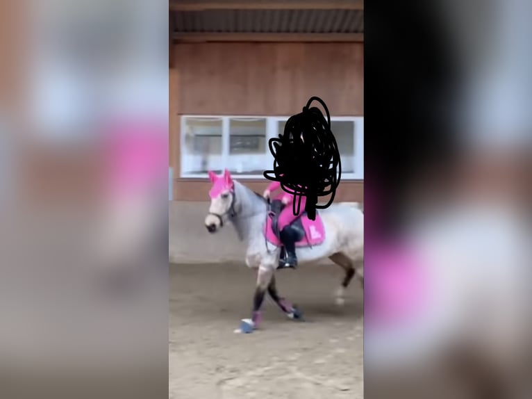 Reitbeteiligun (Reiterin sucht pferd)