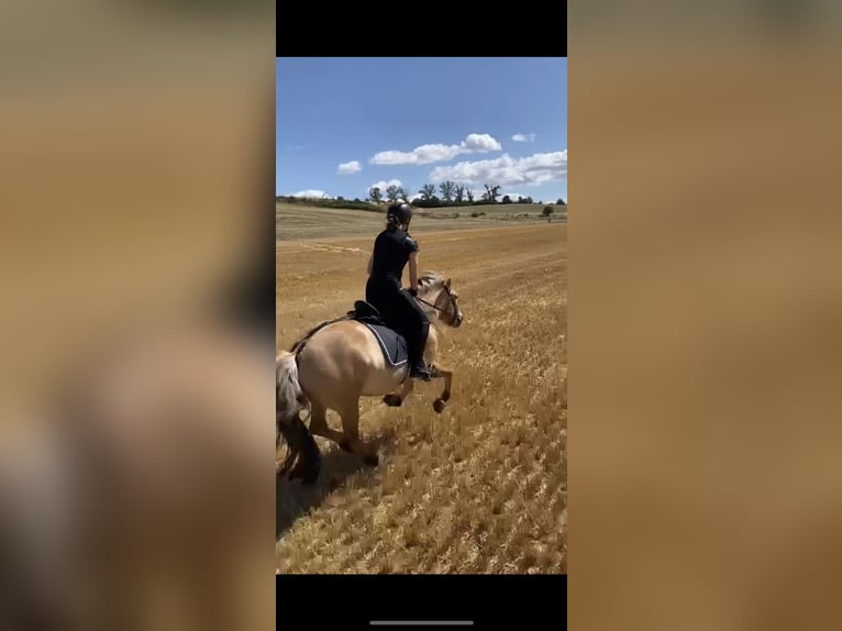 Reitbeteiligung - Reiter sucht Pferd 