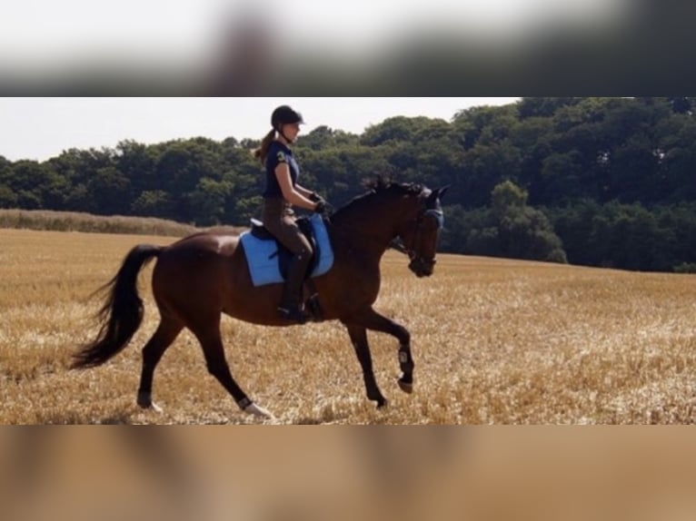 Reitbeteiligung 1x/Woche gesucht  – Raum 40472 Düsseldorf (Umkreis 15 km)