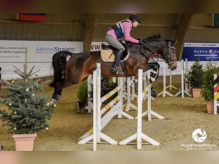 Reitbeteiligung 1x/Woche gesucht  – Raum 40472 Düsseldorf (Umkreis 15 km)