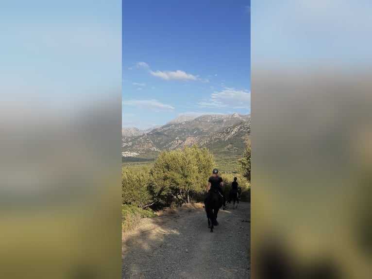 Reitbeteiligung 88074 Reitbeteiligung 88074