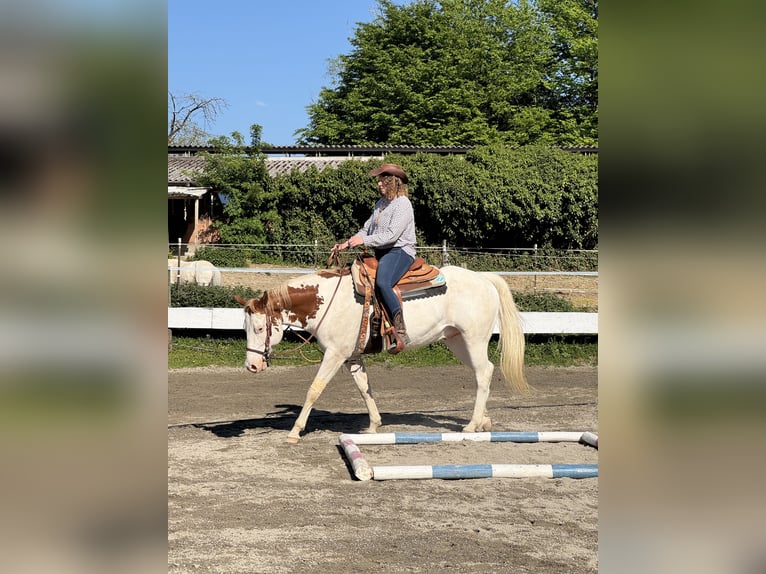 Reitbeteiligung 88074 Reitbeteiligung 88074