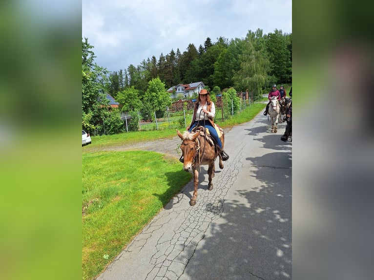 Reitbeteiligung 88074 Reitbeteiligung 88074