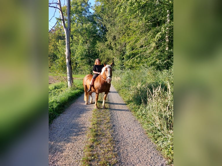 Reitbeteiligung 88074 Reitbeteiligung 88074