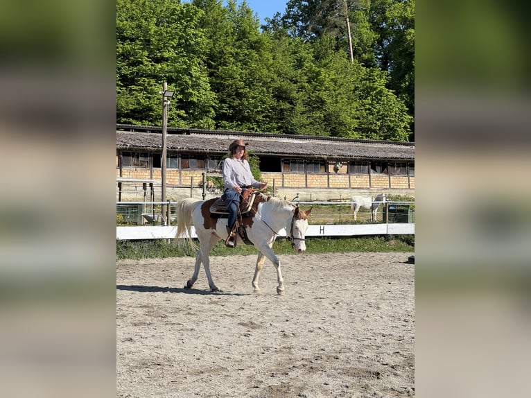 Reitbeteiligung 88074 Reitbeteiligung 88074