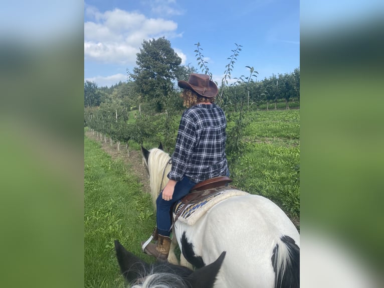 Reitbeteiligung 88074 Reitbeteiligung 88074