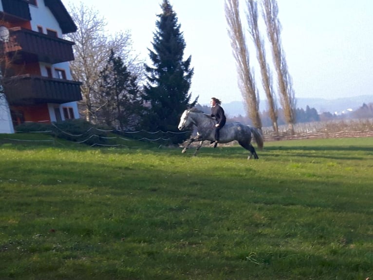 Reitbeteiligung 88074 Reitbeteiligung 88074