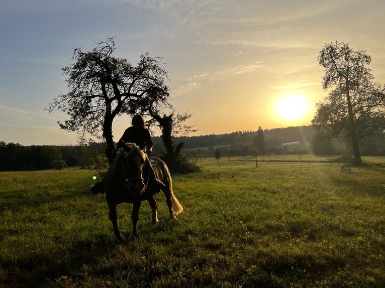 Reitbeteiligung 88074 Reitbeteiligung 88074