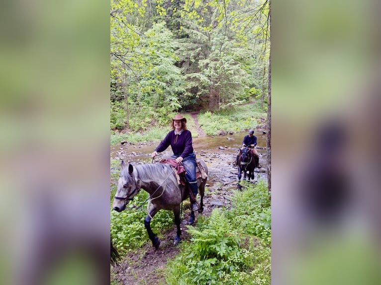 Reitbeteiligung 88074 Reitbeteiligung 88074