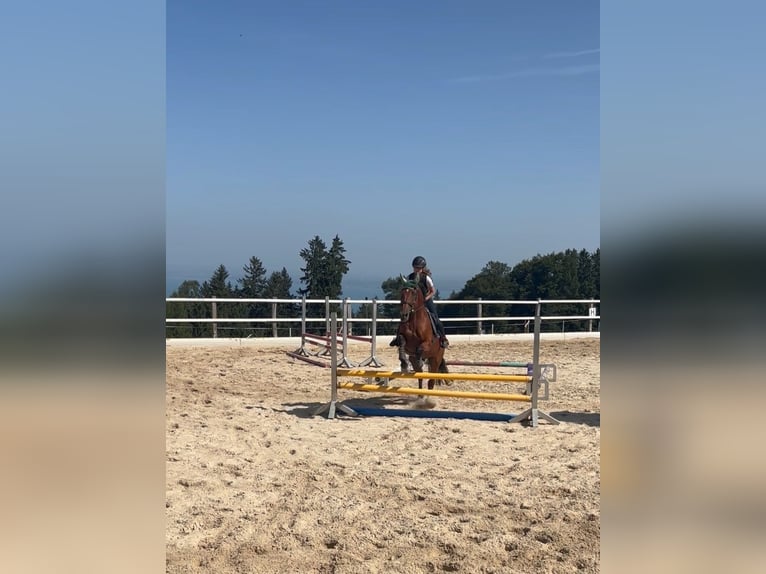 Reitbeteiligung ab Sommer gesucht
