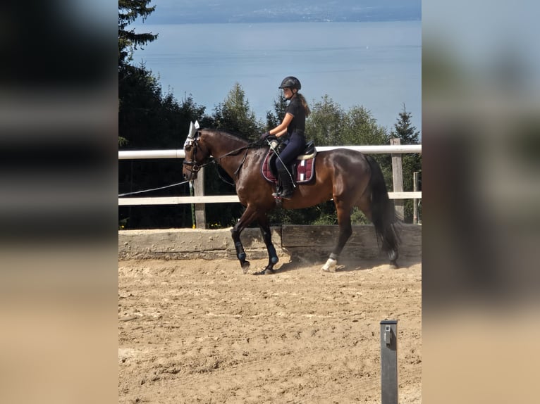 Reitbeteiligung ab Sommer gesucht