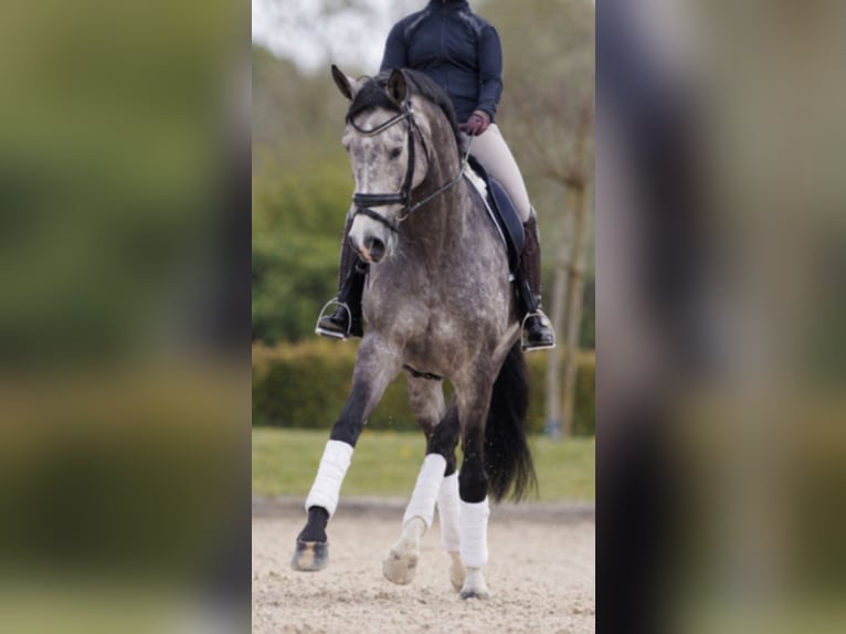 Reitbeteiligung an Dressurpferd gesucht