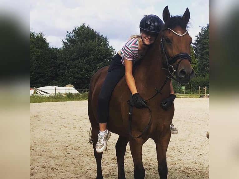 Reitbeteiligung an Pferdchen