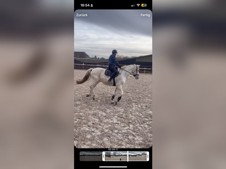 Reitbeteiligung auf dem Galgenberghof gesucht 