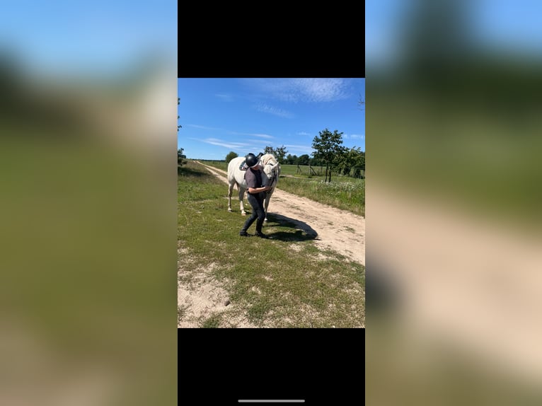 Reitbeteiligung auf dem Galgenberghof gesucht 