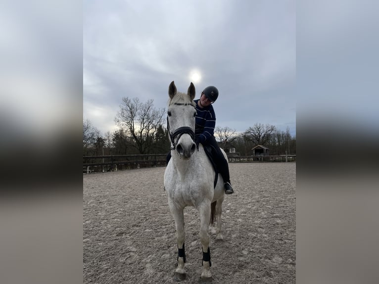 Reitbeteiligung auf dem Galgenberghof gesucht 