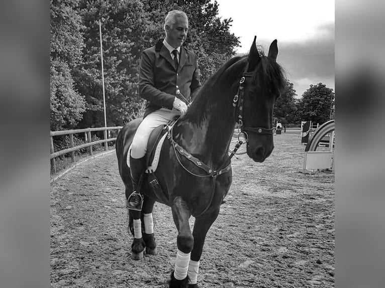 Reitbeteiligung auf Dressurpferd gesucht
