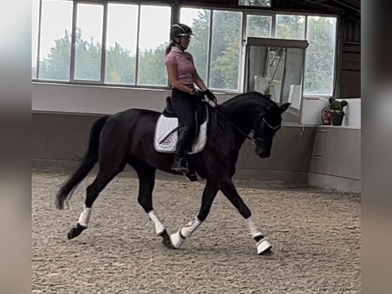 Reitbeteiligung auf Dressurpferd gesucht