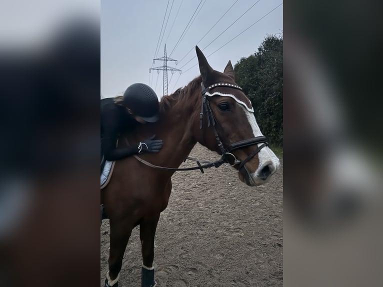 Reitbeteiligung auf einem Pferd gesucht