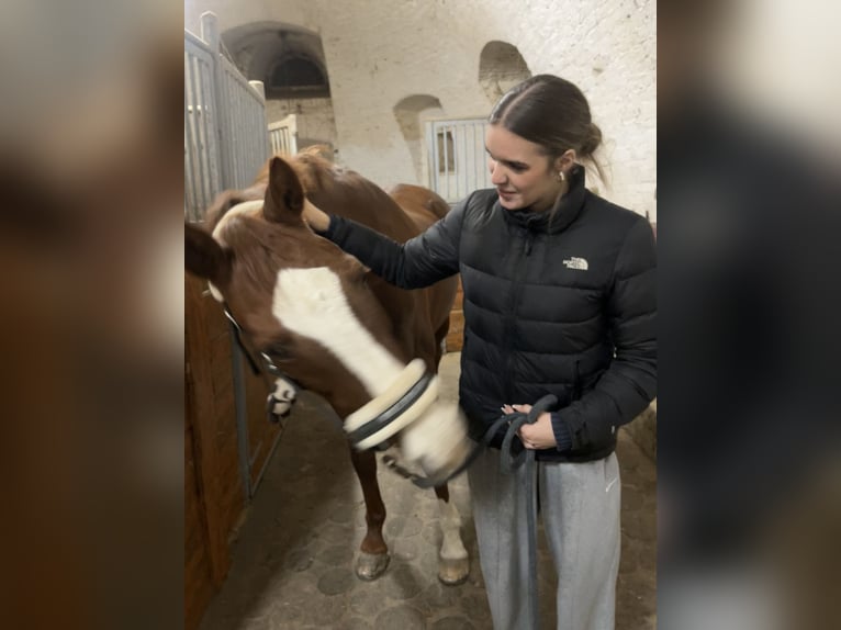 Reitbeteiligung auf einem Pferd gesucht